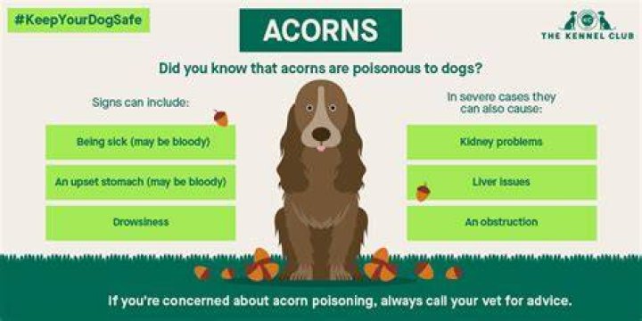 Are acorns poisonous to dogs?