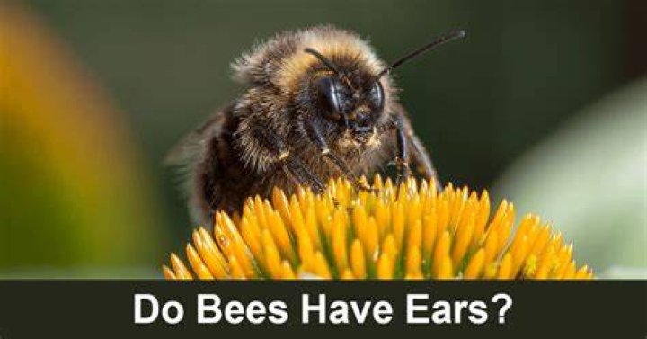 Can bees hear good?