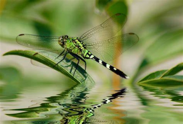 Can dragonflies swim?