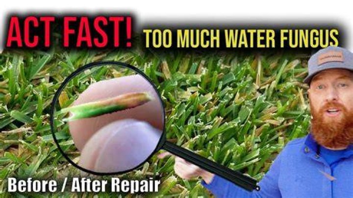 Can too much water make your grass yellow?
