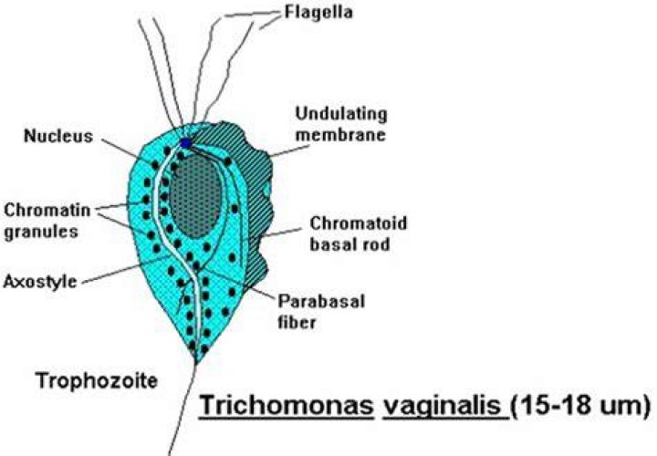 Can trichomoniasis be spread through towels?