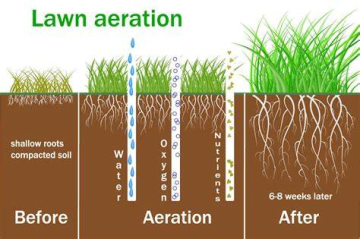 Can you plug aerate too much?