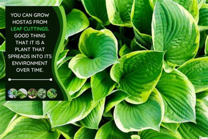 Can you start a hosta from a leaf?