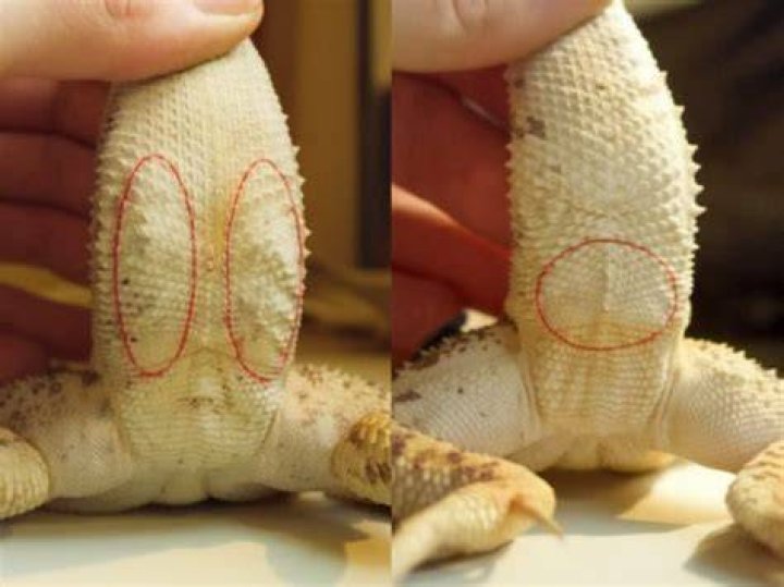 Do bearded dragons change gender?