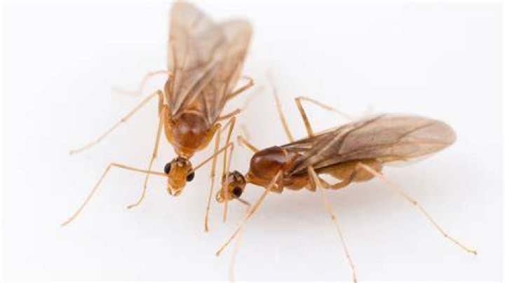Do Chimera Ants have gender?
