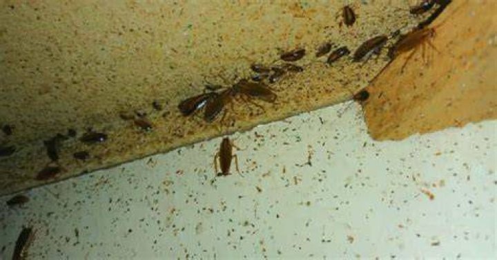 Do roaches mean your house is dirty?