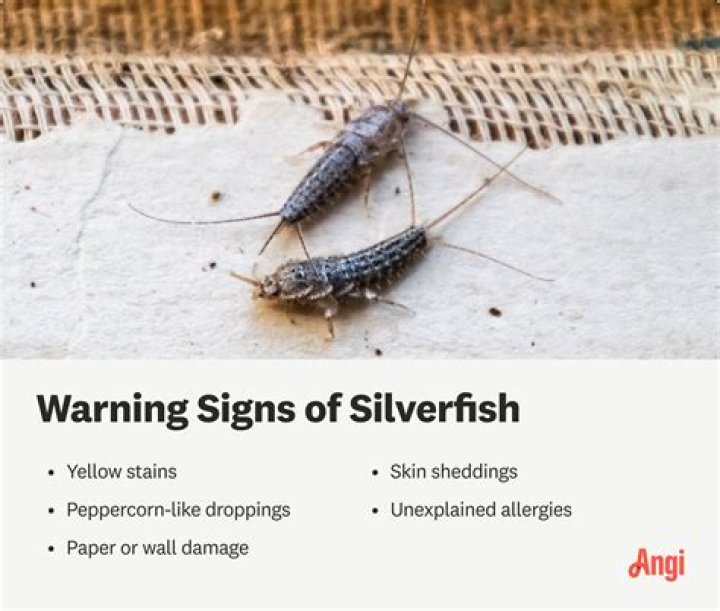 Do silverfish like honey?