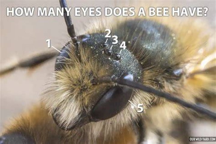 Does a bee have feelings?