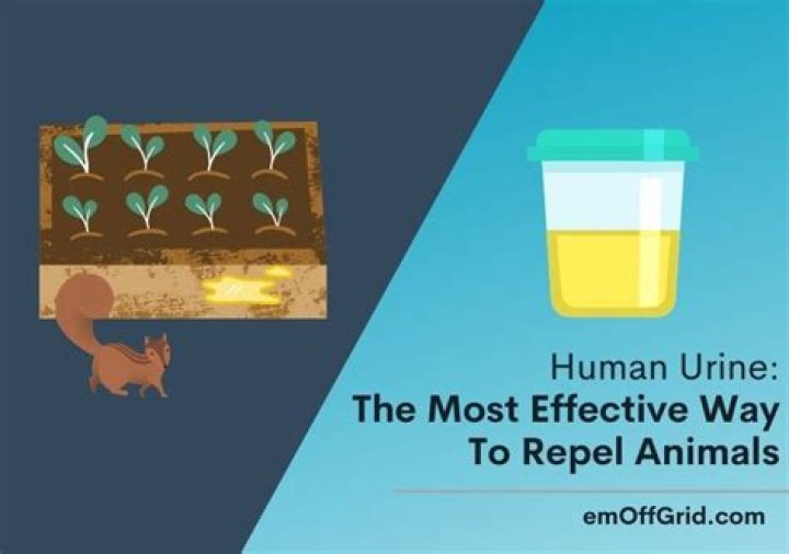 Does human pee deter rats?