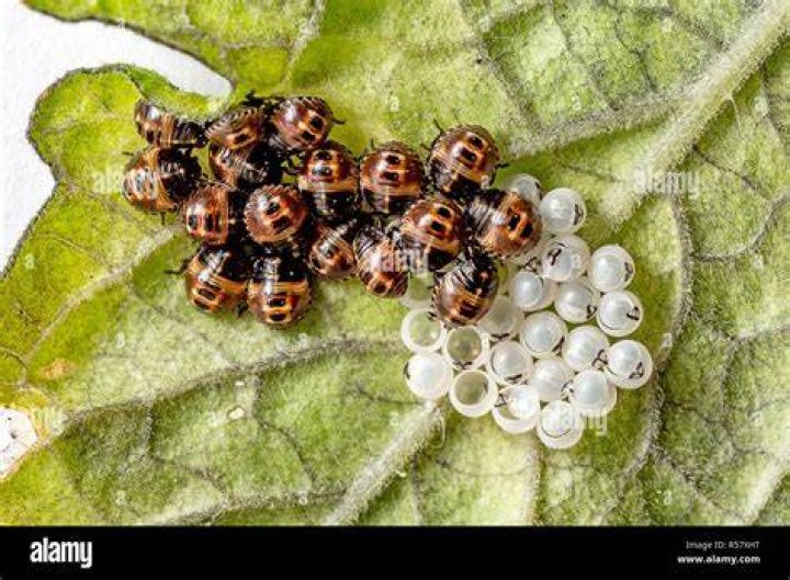 How do ladybug eggs look like?