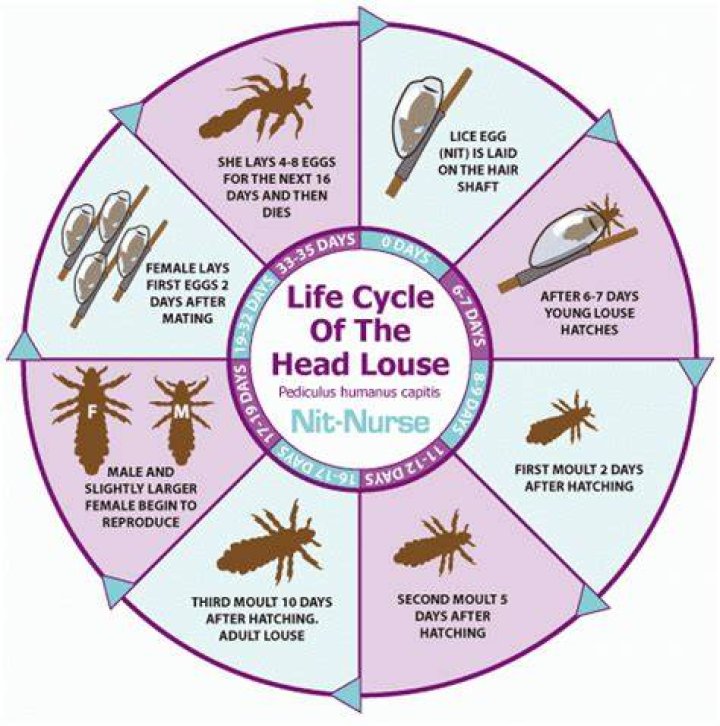 How do lice give birth?