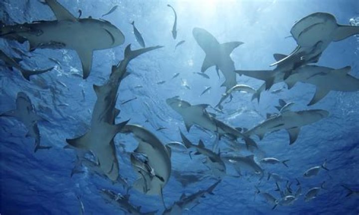 How many sharks are in the ocean 2021?