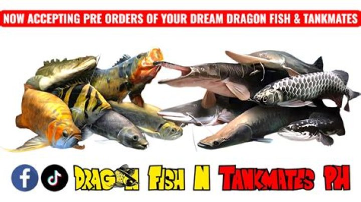 How much is a dragon fish?