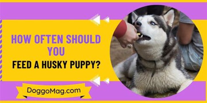 How often should you wash your puppy?