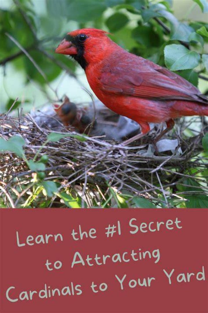 What attracts Cardinals to your yard?