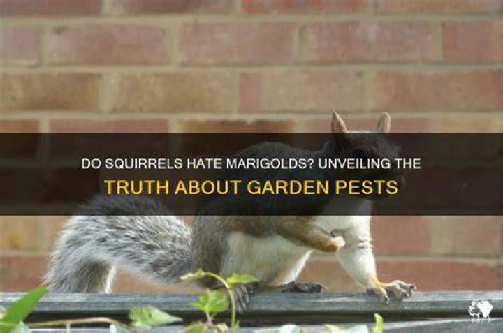 What do squirrels hate in a garden?