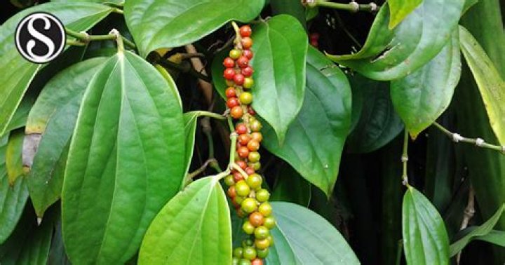 What is Piper Guineense seed?