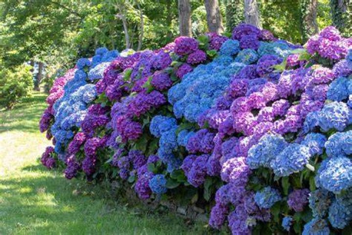 Where do hydrangeas grow best?