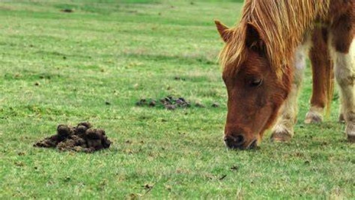 Which animal eats its own feces?