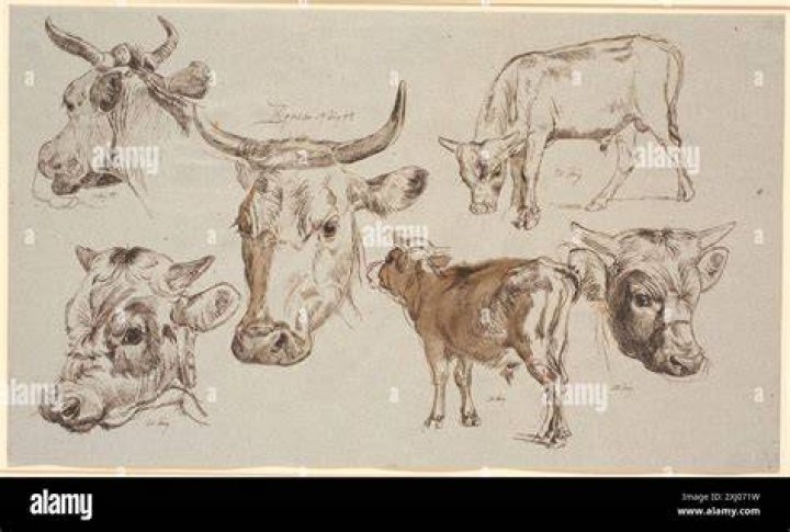 Who created cows?