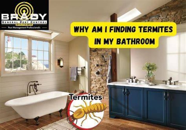 Why are termites in my toilet?