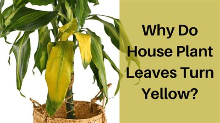 Why do plant leaves turn brown and yellow?