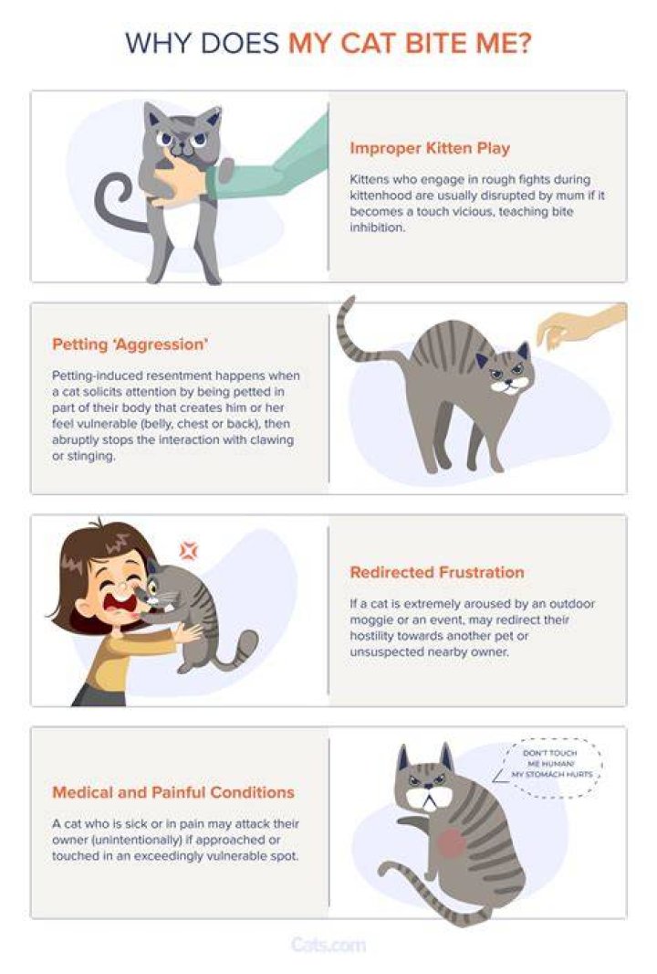 Why does my cat cry and bite me?