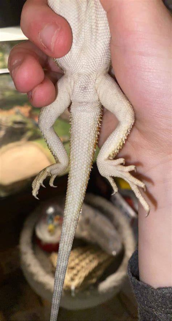 Why is my beardie looking up?